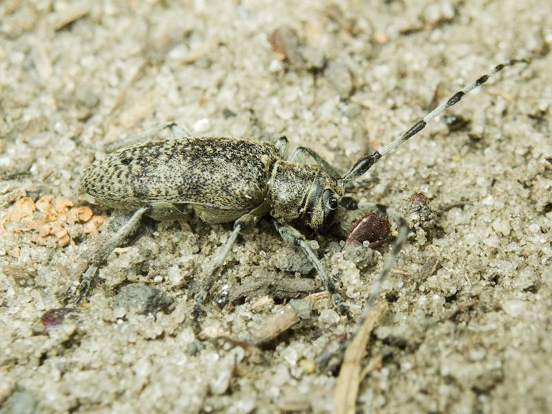 Oplosia cinerea (Mulsant, 1839)